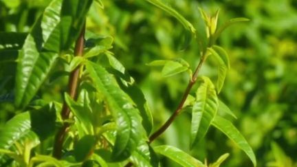 Infusion, liqueur... : la verveine, une plante aux multiples saveurs