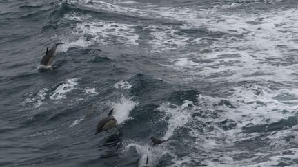 Le gouvernement reconduit la fermeture du golfe de Gascogne pendant une partie de l'hiver prochain pour protéger les dauphins