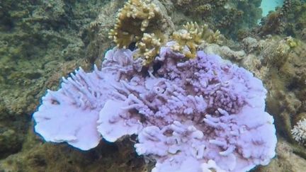 De la Polynésie à la Manche… Les effets du réchauffement marin se généralisent