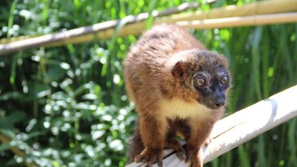 Un bébé lémurien est né au zoo de Besançon,