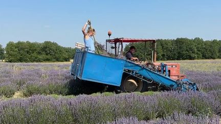 La lavande fait son retour dans le Lot