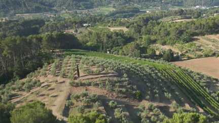 L’or vert de Provence : l’huile d’olive, un véritable patrimoine