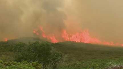 Incendies : 250 départs de feu en une seule journée, de la côte bretonne à la Vienne, les évacuations s'enchaînent
