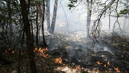 Incendies en forêt de Fontainebleau : deux bulldozers de l'armée déployés