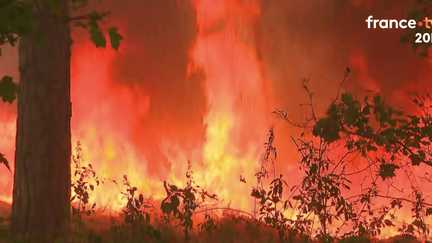 Incendie dans la forêt de Fontainebleau : plus de 1 000 hectares déjà brûlés