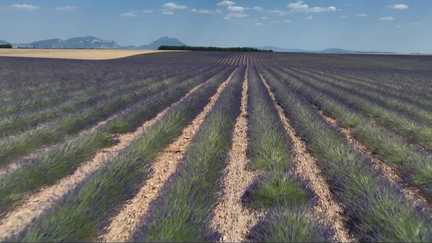 La lavande, ou le parfum de la Provence