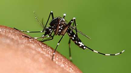 Un cas de dengue autochtone signalé dans le Tarn, le premier cette saison en France métropolitaine