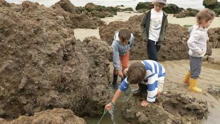 En Seine-Maritime, les joies de la pêche à pied tout en apprenant à protéger la nature