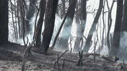 Var : après le passage des flammes, les sinistrés face à un paysage dévasté