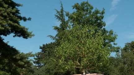 Face aux canicules, Mulhouse expérimente un nouvel arrosage pour ses arbres