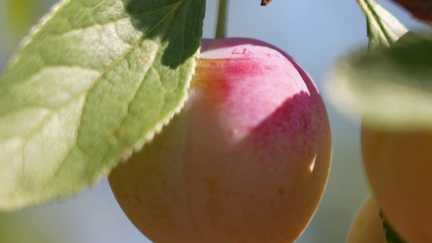 La récolte des mirabelles promet d'être bonne cette année, même si un peu en avance