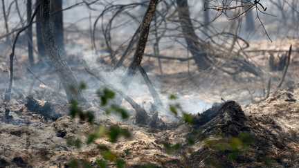 Dans les Landes, l'incendie de Biscarrosse est