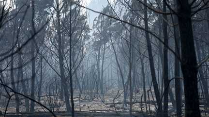 La mairie de Biscarosse lance une cagnotte officielle pour aider les sinistrés de l'incendie