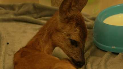En Gironde, une course contre la montre pour sauver les animaux rescapés des incendies