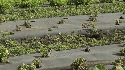 Sécheresse : laitues, batavias... Des pénuries de salades dans les rayons à cause des fortes chaleurs