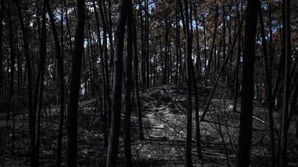 Incendies en Gironde et dans les Landes : l'Etat prendra intégralement en charge les indemnités d'activité partielle versées par les TPE et PME dans les zones évacuées
