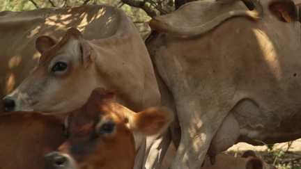 Déboussolées, dans le Var certaines vaches ne donnent plus de lait après les incendies