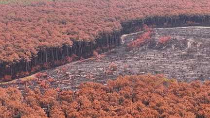 Des millions de tonnes de bois à enlever après les incendies de Gironde