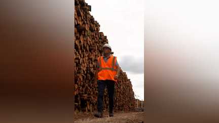 Incendies : des millions de tonnes de pins à évacuer