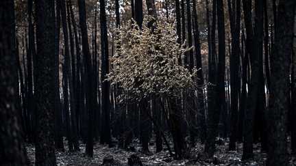 Feux de forêt : les assureurs vont de plus en plus chercher l’argent sur les marchés financiers