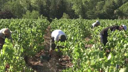 Avec la canicule, les vendanges sont bien en avance