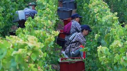 En Champagne, les vendangeurs commencent leur récolte en plein mois d'août