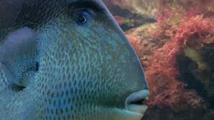 Alpes-Maritimes : alerte aux poissons mordeurs au moment de la baignade