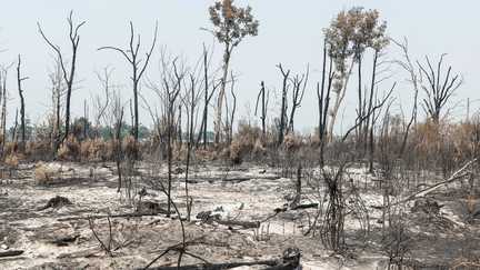 Incendies en Gironde : les feux de forêt doivent devenir une