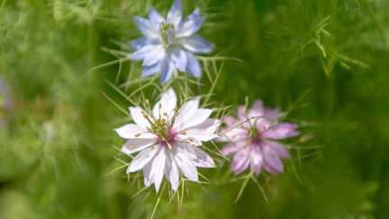 La nigelle des champs redécouverte en Sarthe, 150 ans après la dernière observation de cette plante