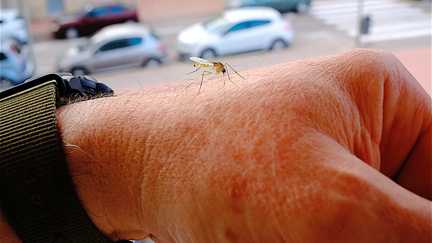 Piqué pour la science : un chercheur sacrifie son épiderme pour comprendre comment le moustique repère si facilement sa proie