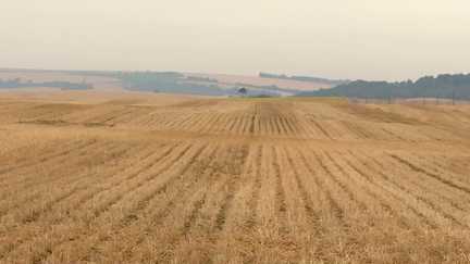 Manque de récoltez et élevages en danger... La crise agricole s'étend après la sécheresse et les incendies