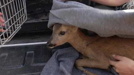 Reporter la chasse pour