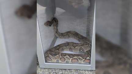 Haute-Garonne : en voulant changer sa batterie, un particulier tombe nez à nez sur un boa constrictor dans le moteur de sa voiture