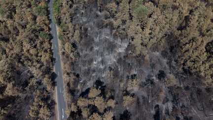 Plus d'un mois après l'incendie dans la forêt de Fontainebleau, 80% du massif rouvre à partir de samedi
