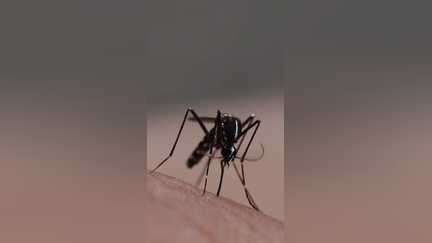 Moustiques, la grande invasion