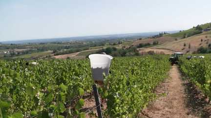 Alors qu'il faisait les vendanges dans le Beaujolais, un jeune de 17 ans est mort dans un accident de remorque