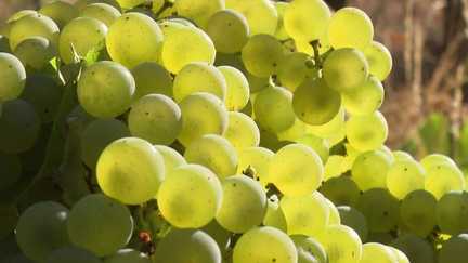 Les vendanges précoces dues à la chaleur touchent aussi la Bretagne : des visiteurs surpris dans le Morbihan