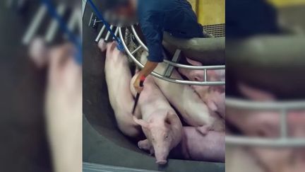 Maltraitance animale à l'abattoir de Perpignan : la préfecture suspend un agrément, une inspection dès la semaine prochaine