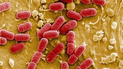 Aux États-Unis, une IA fabrique des virus qui combattent les bactéries