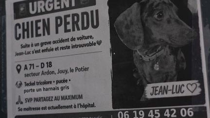 Chiens, chats… Que faire lorsqu'ils se perdent sur la route des vacances ?