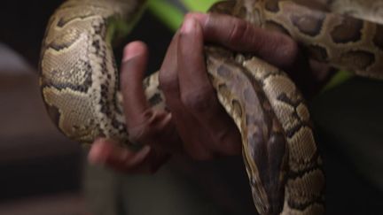 Des milliers de morts par an : le fléau des attaques de serpents au Kenya