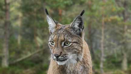 Des panneaux signalant le passage de Lynx testés dans le Parc naturel régional du Haut-Jura pour éviter les risques de collision
