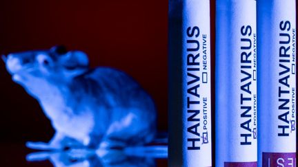 INFO RADIOFRANCE. Hantavirus : 45 personnes ont dû être placées en quarantaine après la détection d'un cas isolé en France cet été