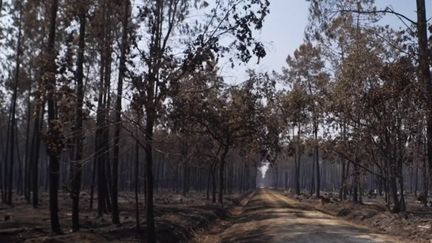 Gironde : après les incendies, des associations demandent une pause pour la chasse