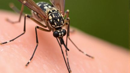 Une piste prometteuse pour développer un vaccin contre les virus transmis par les moustiques