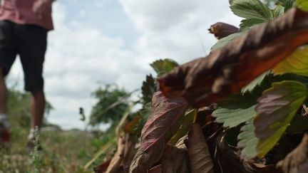 Sécheresse : le syndicat des Jeunes agriculteurs propose un impôt pour financer les aides au secteur, durement touché cet été