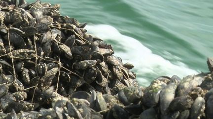 Pourquoi les moules sont-elles si petites en ce moment ?