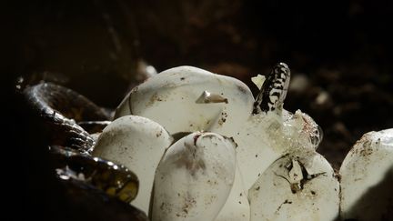 Le mystère résolu des spirales dans la nature