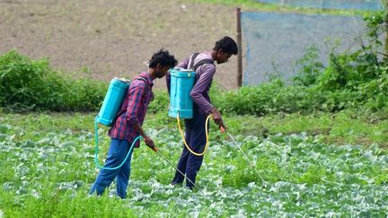 Près d'un agriculteur sur deux est intoxiqué aux pesticides chaque année dans le monde, selon une étude