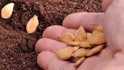 Des graines de courge suspectées après 81 cas de salmonellose, des rappels ordonnés